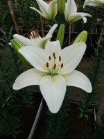 [5129 Pagani VZ No01.JPG]